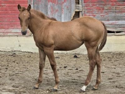 Rivendell Topsail JW <BR>AQHA 6420075